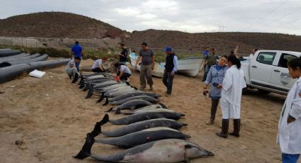 Analiza Profepa varamiento de 54 delfines en La Paz, Baja California Sur (VIDEO)