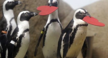Pingüinos se unen a la celebración de San Valentín (VIDEO) 