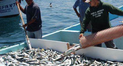 Garantiza Sagarpa producción pesquera para Cuaresma