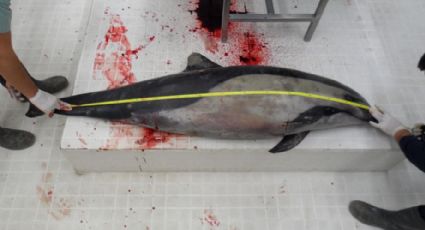 Profepa descarta enfermedad en delfines varados en BCS