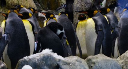 Pingüinos rey, amenazados por el cambio climático 