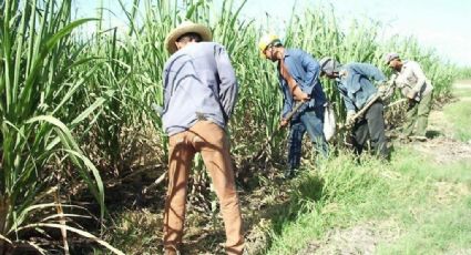 Industria azucarera confía en resultados positivos del TLCAN: CNIAA