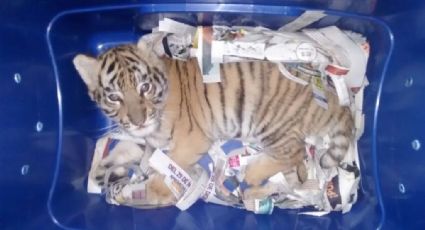 Aseguran cachorro de tigre de bengala en paquetería de Jalisco (VIDEO)