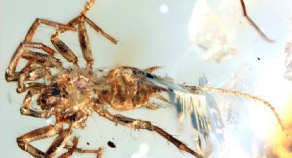 Descubren araña con cola en Myanmar; producía seda