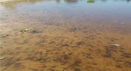 Cientos de peces mueren en Argentina por falta de oxígeno en el agua