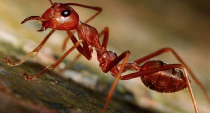 Exalumna de la UNAM investiga a la primera hormiga mutante del mundo