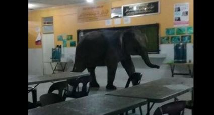 Elefante genera pánico al irrumpir en escuela de Malasia (VIDEO) 