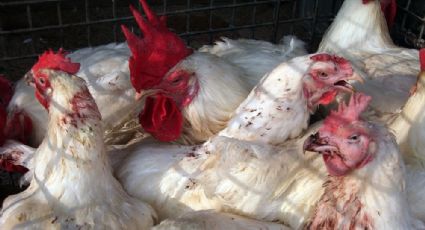 Senasica reporta hallazgo de influenza aviar en Guanajuato y en Querétaro