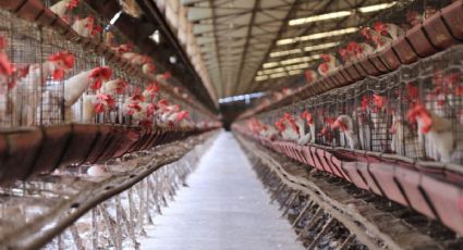 Minimiza Sagarpa impacto de gripe aviar; no habrá encarecimiento del huevo