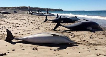 Aparecen decenas de delfines muertos en playa de Argentina (VIDEO)