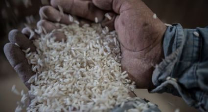 Lanzan arroz para apoyar a productores afectados por sismo en Morelos