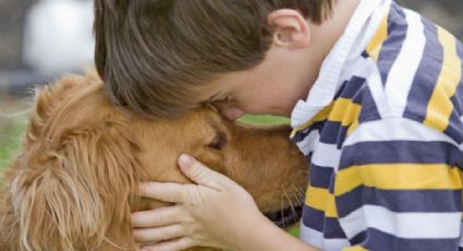 ¿Qué enfermedades crónico-degenerativas padecen las mascotas? (VIDEO)