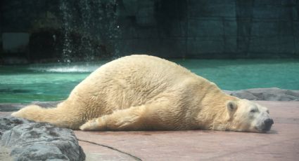 'Inuka', el primer oso polar nacido en los trópicos podría ser sacrificado