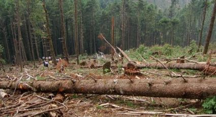 Detienen a tres talamontes en Sierra de Chihuahua 