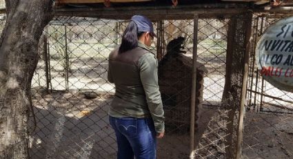 Asegura Profepa ejemplar de mono araña en campo turístico de Baja California