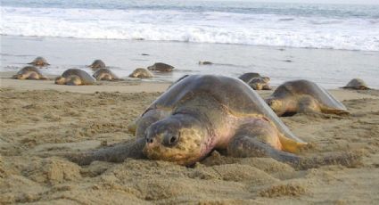 Gobierno mexicano destina 30 hectáreas de playa para conservar tortuga marina