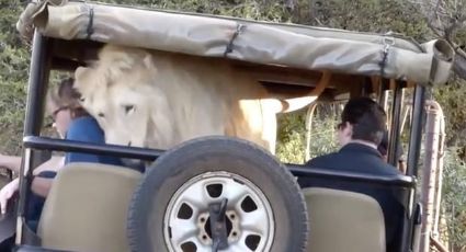 León blanco salta sobre jeep con turistas en Sudáfrica (VIDEO)