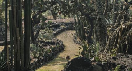 Preserva jardín botánico de la UNAM 303 especies vegetales en riesgo de extinción    