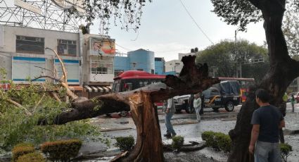 Se irrumpe servicio en Línea 2 del Metrobús por caída de árbol 