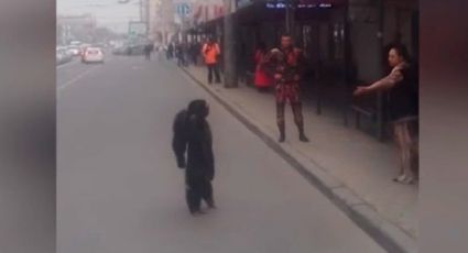 Chimpancé sorprende a miles al caminar por las calles de Rusia (VIDEO)