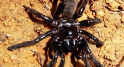 La araña 'más vieja del mundo' muere a los 43 años