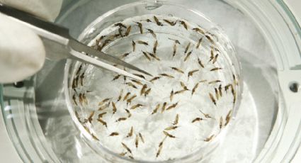 Con biotecnología combaten insectos transmisores de dengue y zika