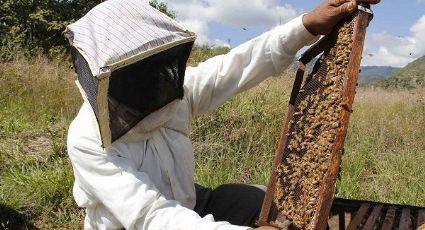 Puebla se consolida como octavo productor de miel a nivel nacional 