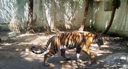 Asegura Profepa a tigre de bengala y mono araña en domicilio particular de Quintana Roo