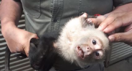 Evoluciona favorablemente salud de mono capuchino: Sedema