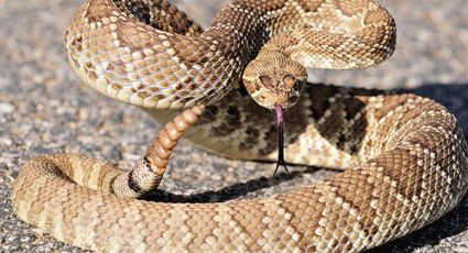 Serpiente cascabel podría disminuir enfermedad de Lyme 