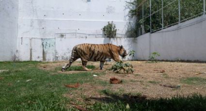 Profepa asegura tigre de bengala que era maltratado en Morelos