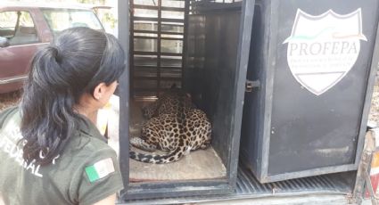 Jaguares provenientes de Jalisco tendrán nuevo hogar en la CDMX