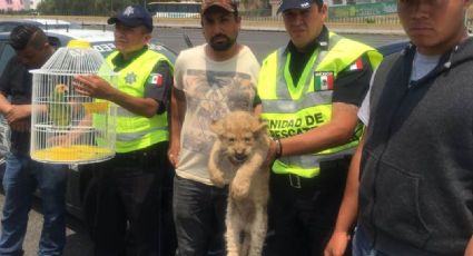 Rescata PF cachorro de león y un cotorro en carretera México-Tizayuca