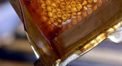 México produce más de 50 mil toneladas de miel