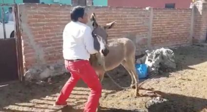 Candidato a diputado baila con burro por votos (VIDEO)