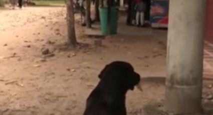 Perro callejero se hace famoso por pagar por su alimento (VIDEO) 