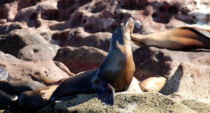 Conanp suspende temporalmente nado y buceo con lobo marino en Archipiélago de Espíritu Santo (VIDEO) 