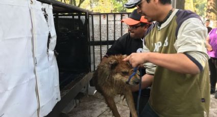 Perros atacan y se comen 16 patos de la Alameda de Toluca (VIDEO)