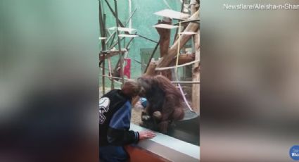 Hombre consigue tierno beso de orangután en zoológico (VIDEO)