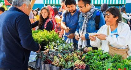 Lánzate al Mercado de Trueque en el Bosque de Tlalpan