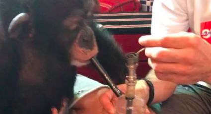 Indigna en redes el video de bloguero que hace fumar a un mono 