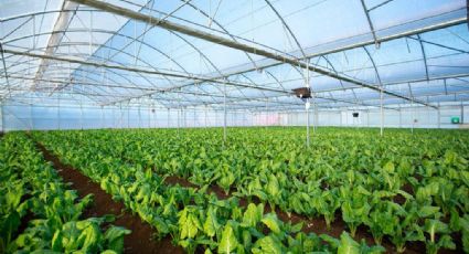 Impulsa UNAM invernaderos inteligentes para cultivos sustentable