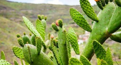 Científicos mexicanos desarrollan biogás a partir de nopal 