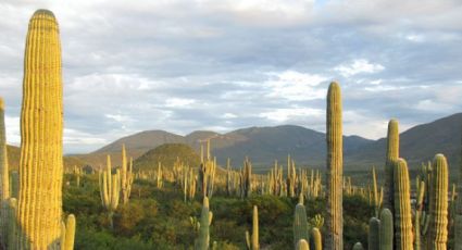 Valle Tehuacán-Cuicatlán en camino a ser Patrimonio de Humanidad (FOTO)