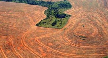 Tecnología satelital ofrece vista de la deforestación en Amazonas