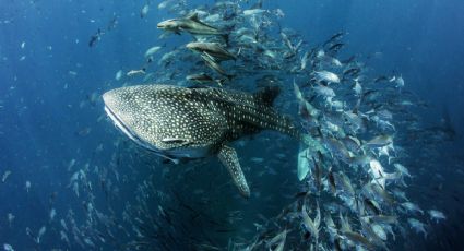 Peligro en los océanos, más plástico que peces: ONU (VIDEO)