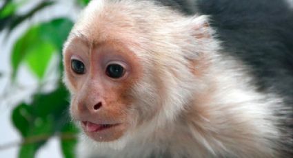 Permanecerá en Zoológico de Chapultepec mono capuchino de Reforma 