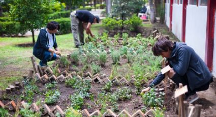 IPN incentiva beber té no empaquetado para cuidado del medio ambiente 