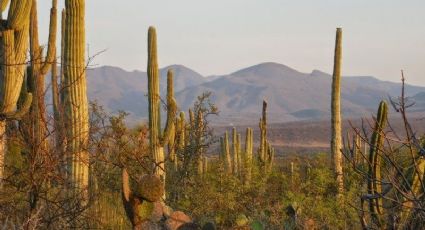 Valle de Tehuacán-Cuicatlán declarado Patrimonio Mundial (VIDEO)