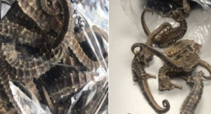 Detienen en AICM a beliceño que llevaba en su maleta 81 caballitos de mar 